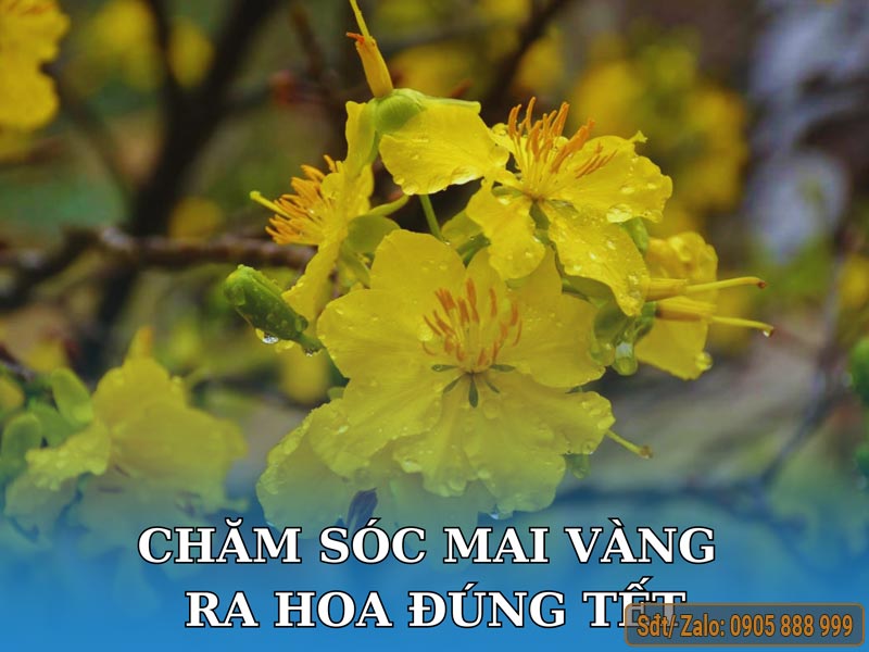 Chăm sóc mai vàng ra đúng Tết như thế nào?