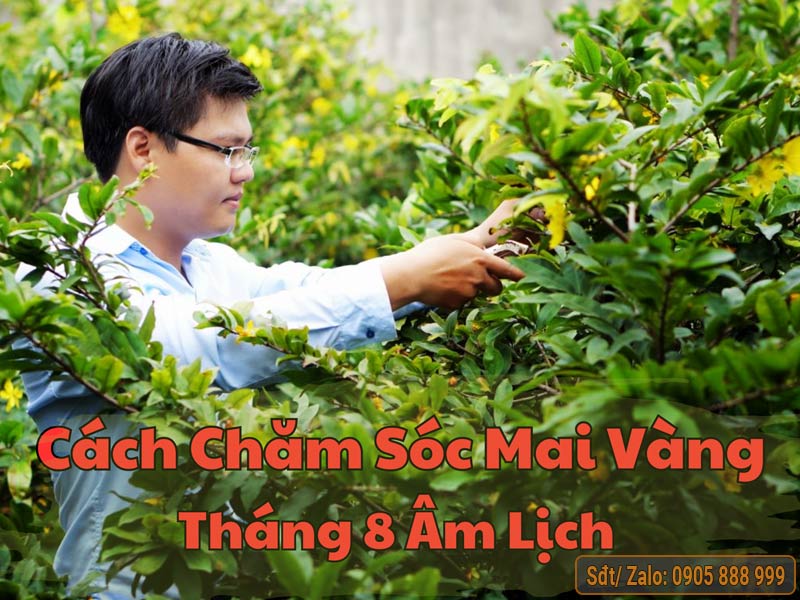 Chăm sóc cây hoa mai vàng vào tháng 8 âm lịch