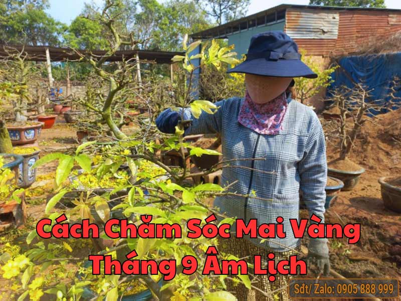 Cách chăm sóc cây mai vàng vào tháng 9