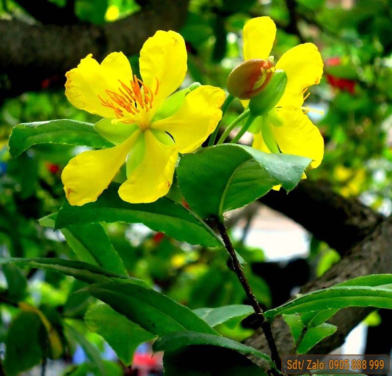 hình ảnh mai vàng bonsai đẹp