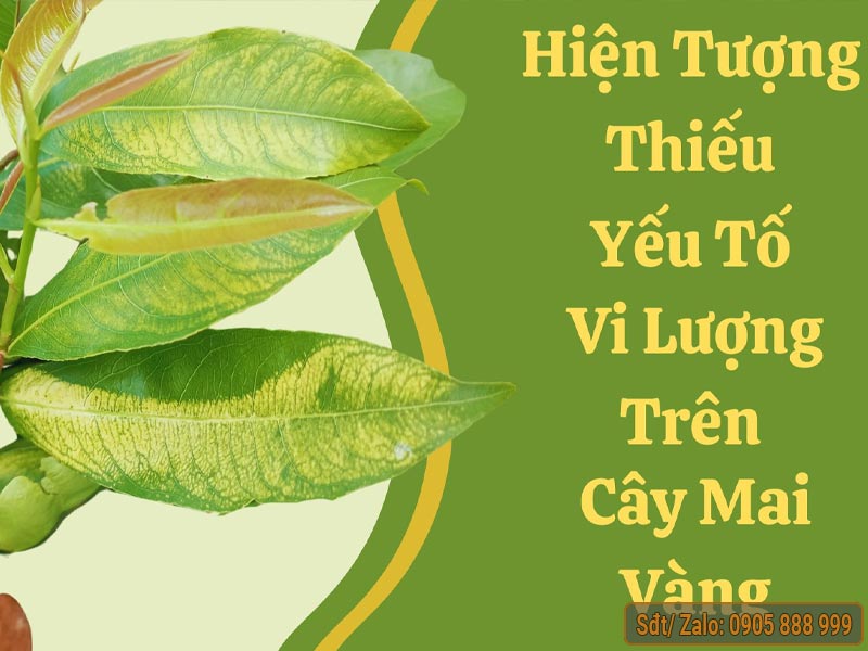Biểu hiện khi thiếu một số yếu tố vi lượng trên cây mai
