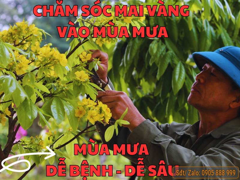 Cách chăm sóc mai vàng vào mùa mưa