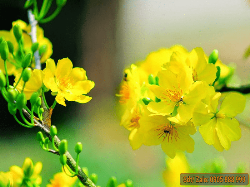 Hoa mai vàng là tượng trưng cho không khí tết ở miền Nam