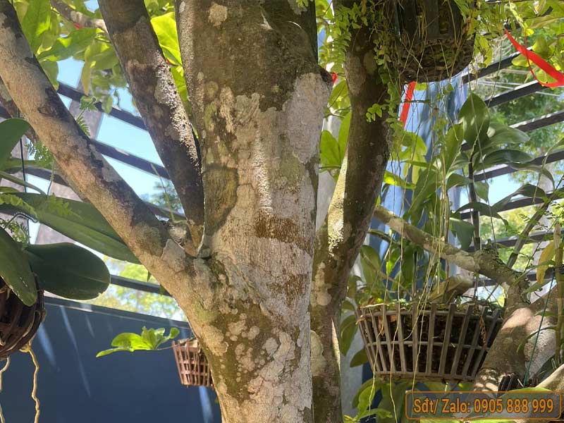 Bệnh đốm trắng trên cây mai vàng