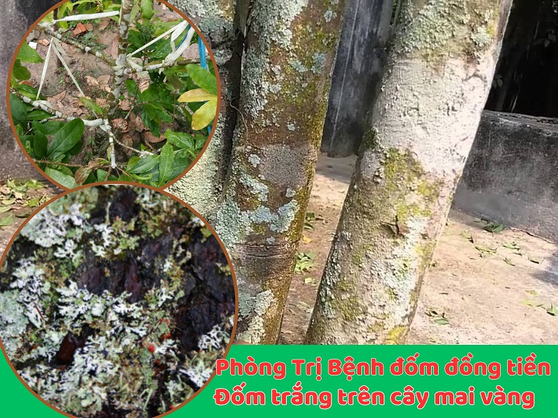 Bệnh đốm đồng tiền và đốm trắng trên cây mai vàng