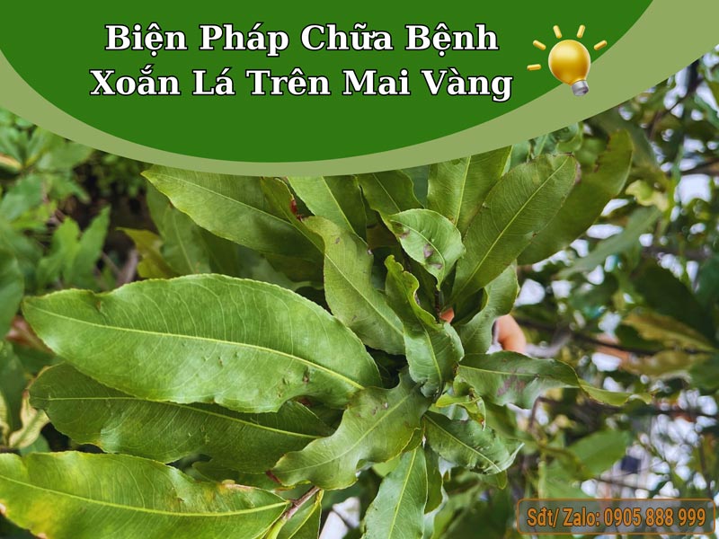 Ccách khắc phục bệnh xoắn lá trên cây mai vàng