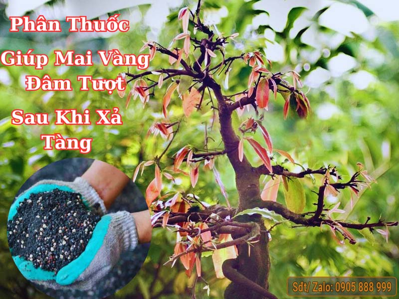 Bón phân gì cho cây mai nhanh đâm tượt dài sau khi xả tàng