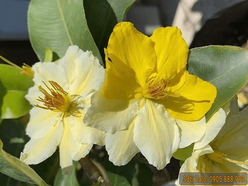 Mai đột biến Nhị Ngọc Toàn là giống hoa mai quý hiếm thứ 2 của mai vàng miền nam.