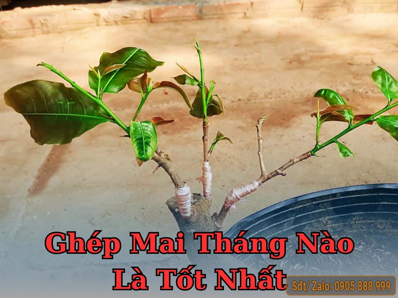 Ghép mai vàng vào tháng mấy là tốt nhất