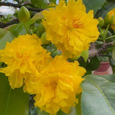Hướng dẫn cách chăm sóc cây hoa mai vàng vào tháng 4 âm lịch