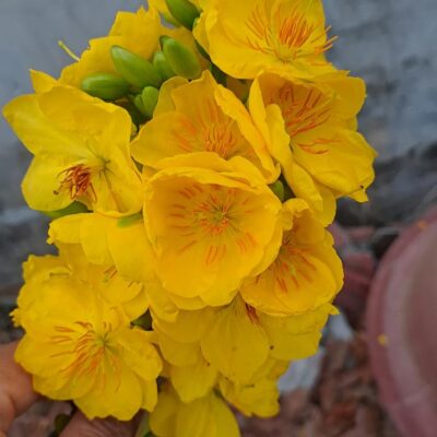 Hướng dẫn cách chăm sóc cây hoa mai vàng vào tháng 4 âm lịch