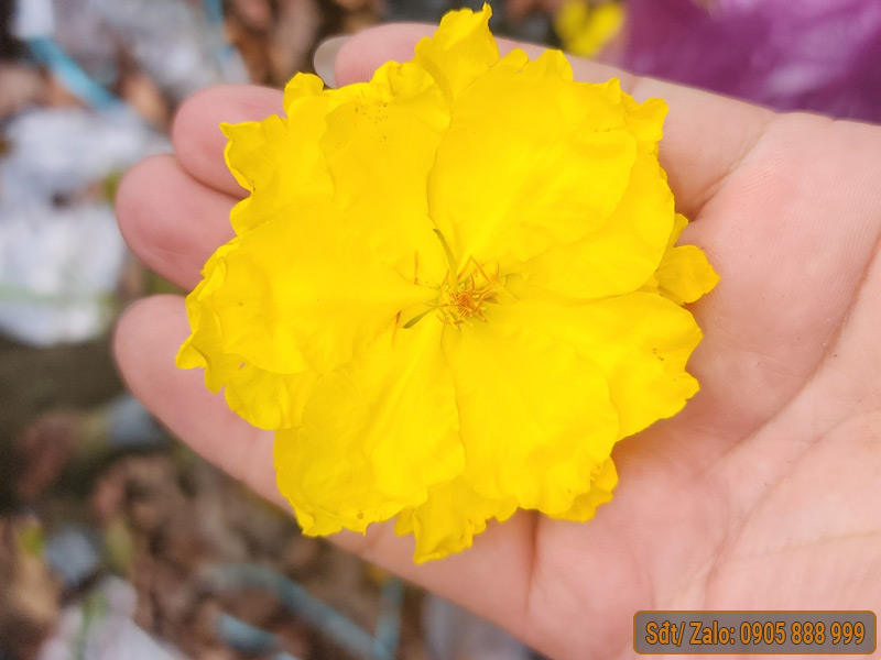 giảo chùm bình lợi
