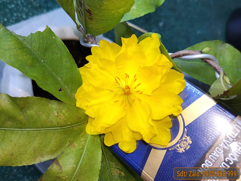 giảo chùm bình lợi