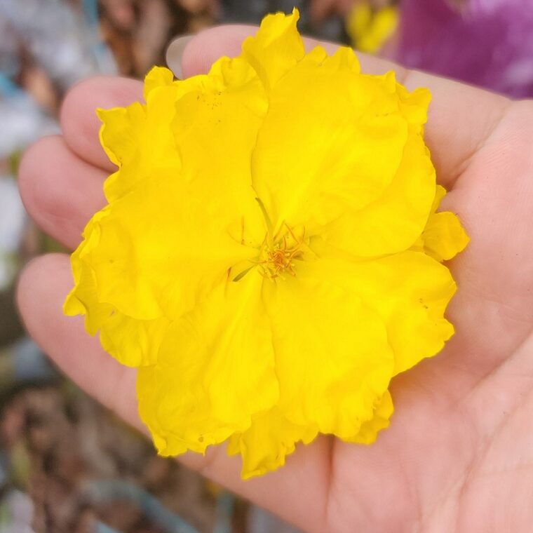 giảo chùm bình lợi