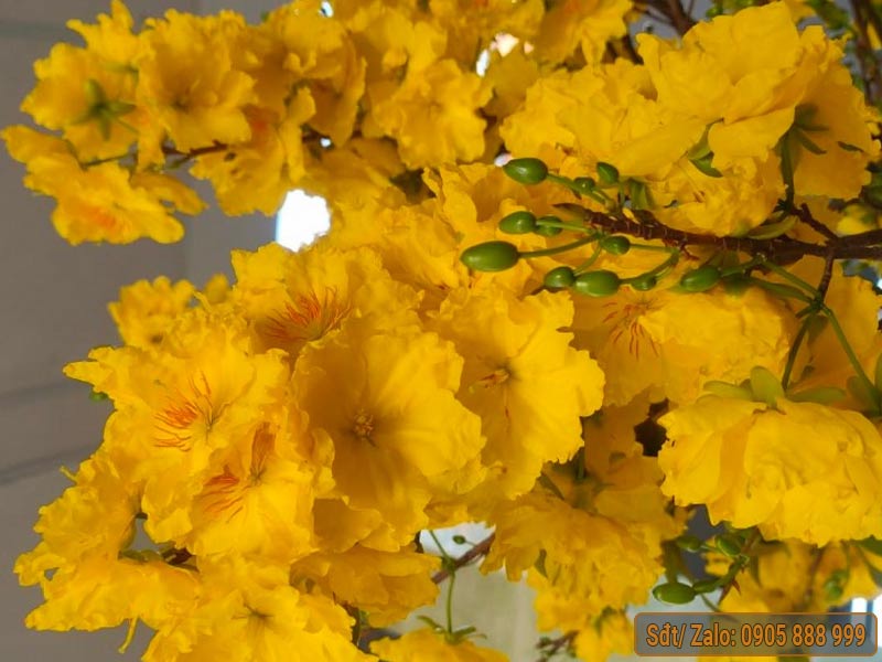 siêu bông ngọc phát